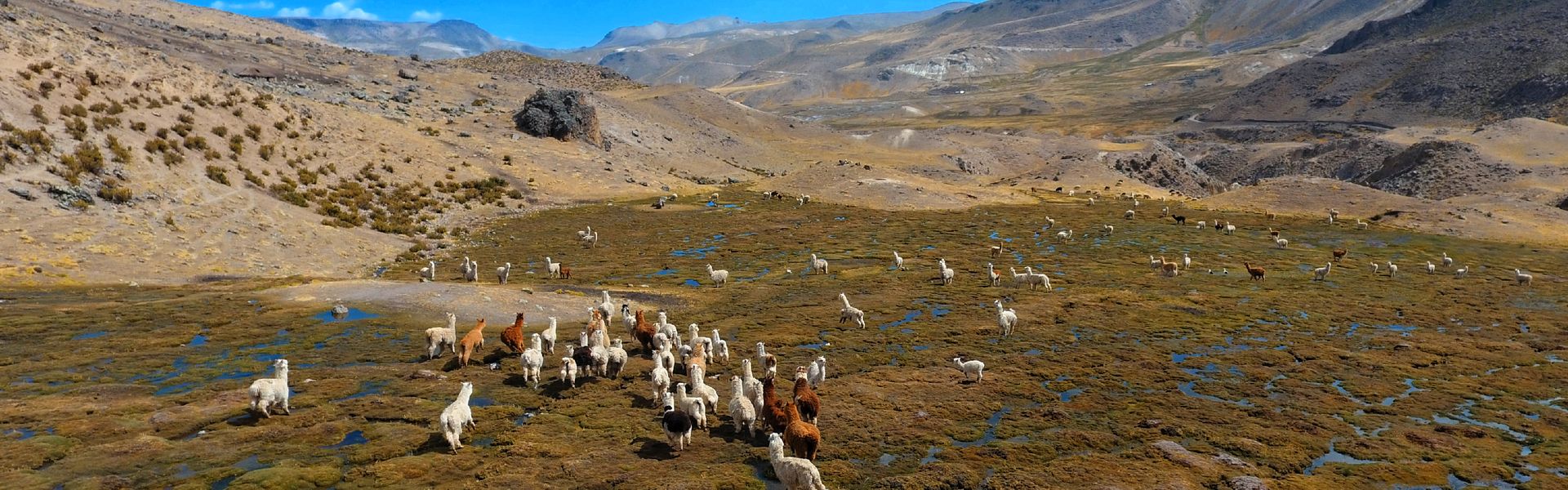 Troupeau d'alpagas - Puyca - Région de Cotahuasi - Pérou