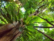 Forêt amazonienne - Pérou