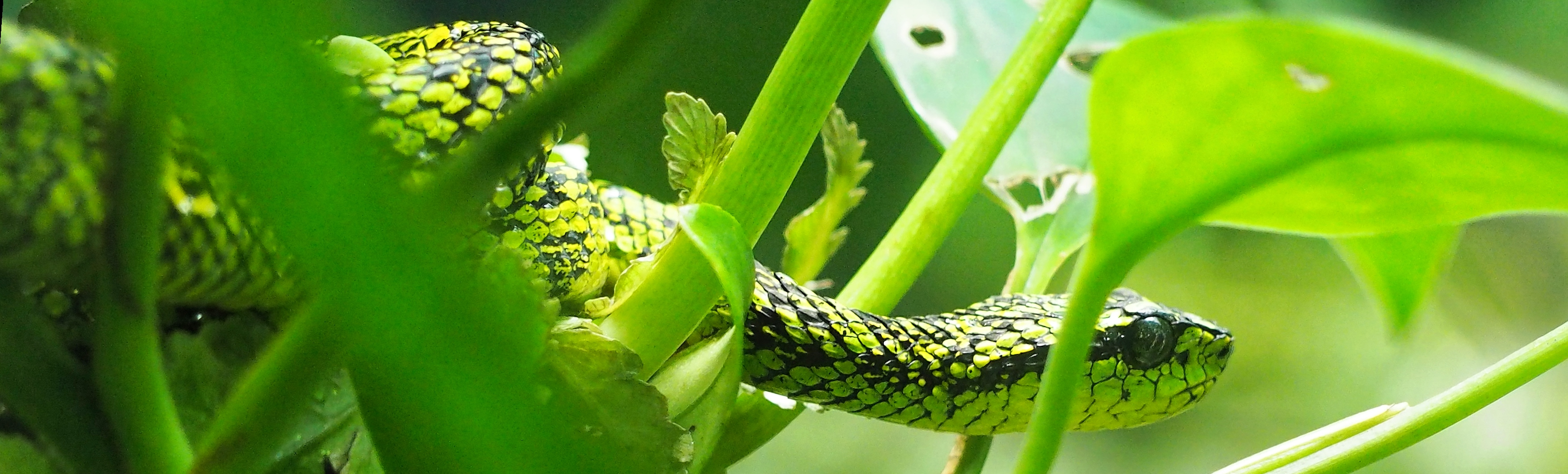 Serpent - Costa Rica - DESTINATIONS LATINES
