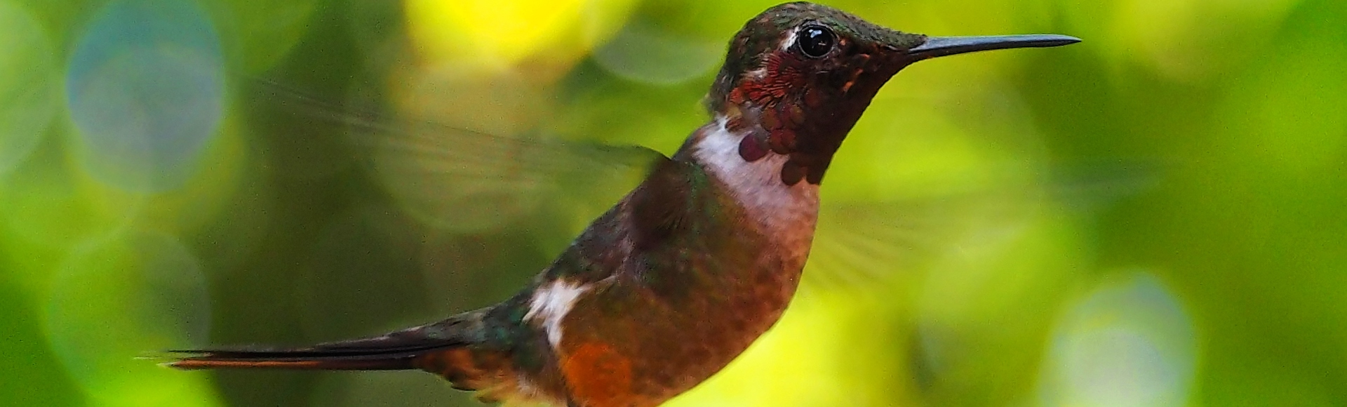 Colibri 2 - Costa Rica - DESTINATIONS LATINES